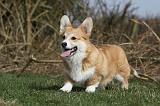 CORGI PEMBROKE 871